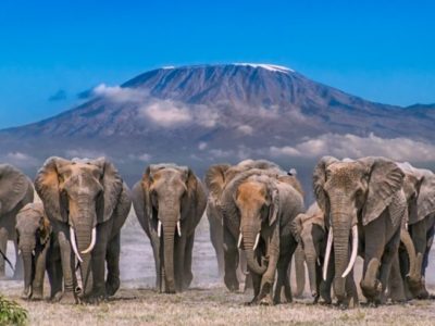 Photo of 4 Days Safari – Tsavo East, Amboseli & Taita Hills