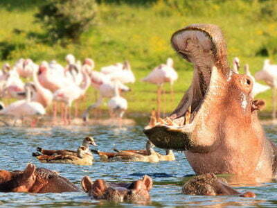 Photo of 7 days – Tsavo-Amboseli-Lake Naivasha-Maasai Mara