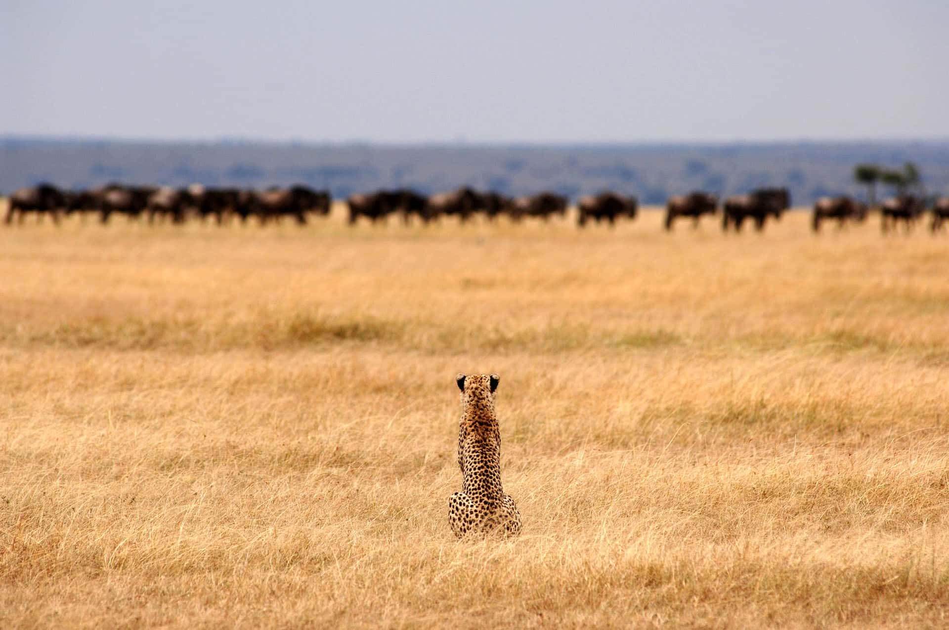 Kenya ❤️ the freedom