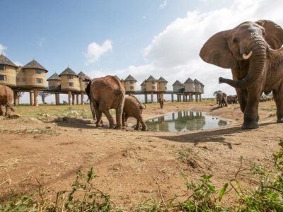 Photo of 2 Days Ngutuni/Salt Lick Safari