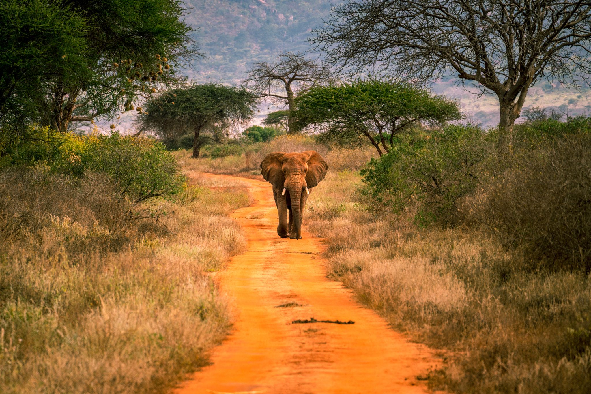 Tsavo